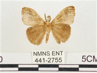 小白紋毒蛾藏品圖，第2張