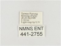 小白紋毒蛾藏品圖，第3張