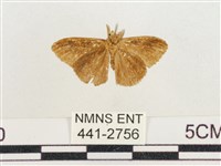 小白紋毒蛾藏品圖，第2張