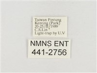 小白紋毒蛾藏品圖，第3張