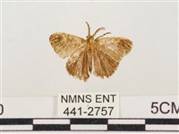 小白紋毒蛾藏品圖，第1張