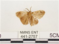 小白紋毒蛾藏品圖，第2張