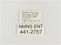 小白紋毒蛾藏品圖，第3張