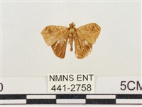 小白紋毒蛾藏品圖，第1張