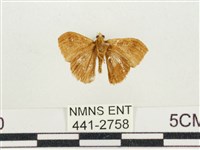 小白紋毒蛾藏品圖，第2張