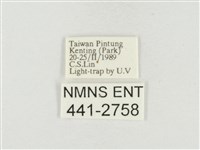 小白紋毒蛾藏品圖，第3張