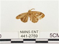 小白紋毒蛾藏品圖，第1張