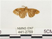 小白紋毒蛾藏品圖，第2張