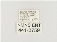 小白紋毒蛾藏品圖，第3張