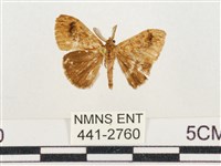 小白紋毒蛾藏品圖，第1張