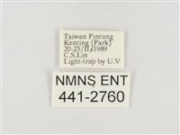 小白紋毒蛾藏品圖，第3張