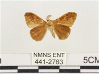 小白紋毒蛾藏品圖，第2張