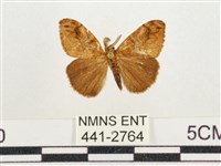 小白紋毒蛾藏品圖，第1張