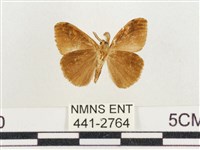 小白紋毒蛾藏品圖，第2張