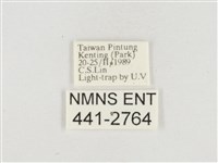 小白紋毒蛾藏品圖，第3張