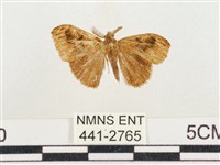 小白紋毒蛾藏品圖，第1張