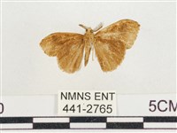 小白紋毒蛾藏品圖，第2張