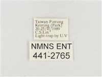 小白紋毒蛾藏品圖，第3張