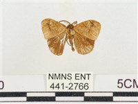 小白紋毒蛾藏品圖，第1張