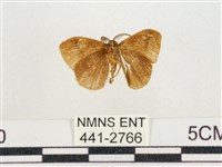 小白紋毒蛾藏品圖，第2張