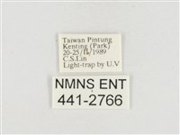 小白紋毒蛾藏品圖，第3張