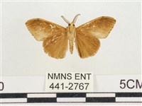 小白紋毒蛾藏品圖，第2張