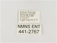 小白紋毒蛾藏品圖，第3張