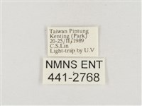 小白紋毒蛾藏品圖，第3張