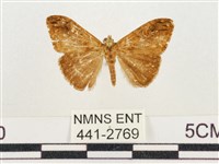 小白紋毒蛾藏品圖，第1張