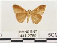 小白紋毒蛾藏品圖，第2張