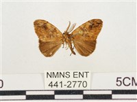 小白紋毒蛾藏品圖，第1張