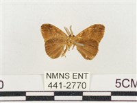 小白紋毒蛾藏品圖，第2張