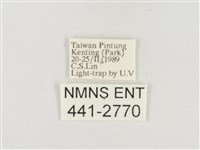 小白紋毒蛾藏品圖，第3張