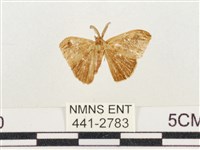 小白紋毒蛾藏品圖，第1張