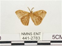 小白紋毒蛾藏品圖，第2張