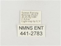 小白紋毒蛾藏品圖，第3張