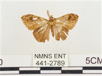 小白紋毒蛾藏品圖，第1張