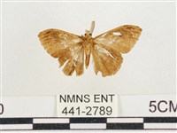 小白紋毒蛾藏品圖，第2張