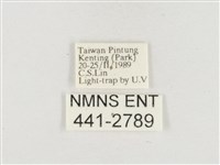 小白紋毒蛾藏品圖，第3張