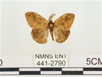 小白紋毒蛾藏品圖，第1張