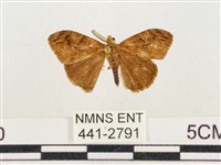 小白紋毒蛾藏品圖，第1張