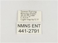 小白紋毒蛾藏品圖，第3張