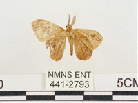 小白紋毒蛾藏品圖，第1張