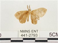 小白紋毒蛾藏品圖，第2張