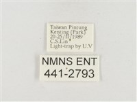 小白紋毒蛾藏品圖，第3張