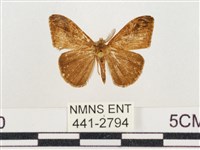 小白紋毒蛾藏品圖，第1張