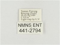 小白紋毒蛾藏品圖，第3張