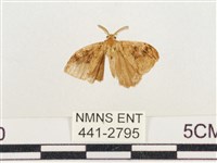 小白紋毒蛾藏品圖，第1張