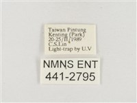 小白紋毒蛾藏品圖，第3張