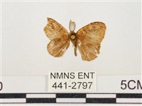 小白紋毒蛾藏品圖，第1張